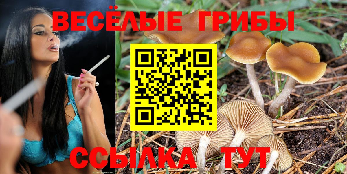 закладка  Вход с VPN  Галлюциногенные грибы Cubensis  Горно-Алтайск  Галлюциногенные грибы прущие грибы 